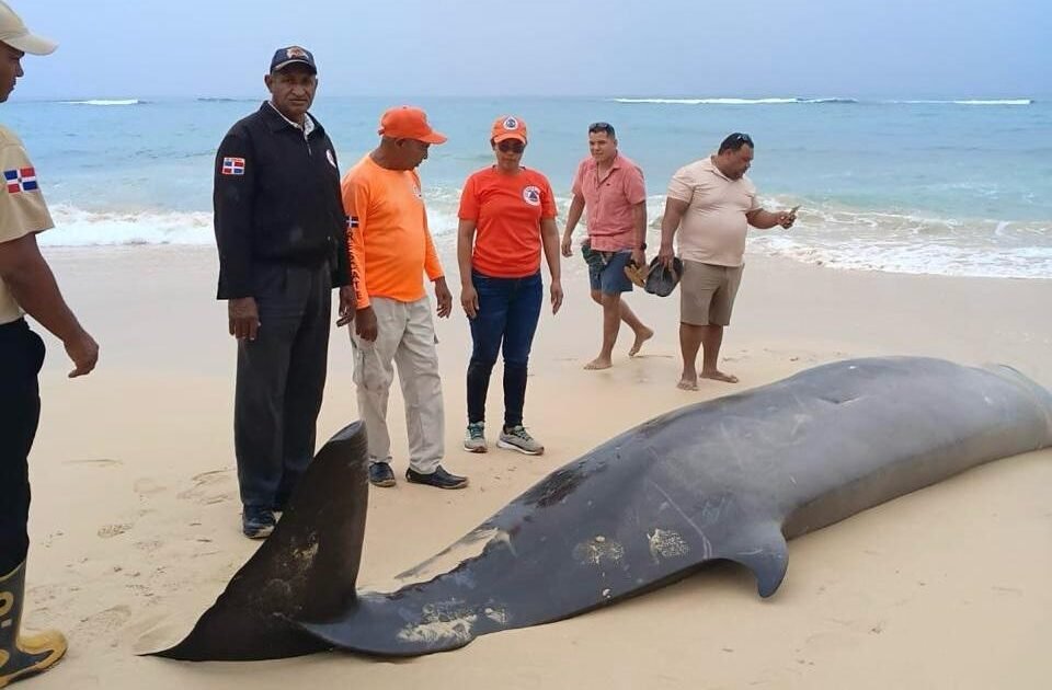 Mesoplodon hallado muerto en Playa Grande reaviva dudas sobre la respuesta ambiental