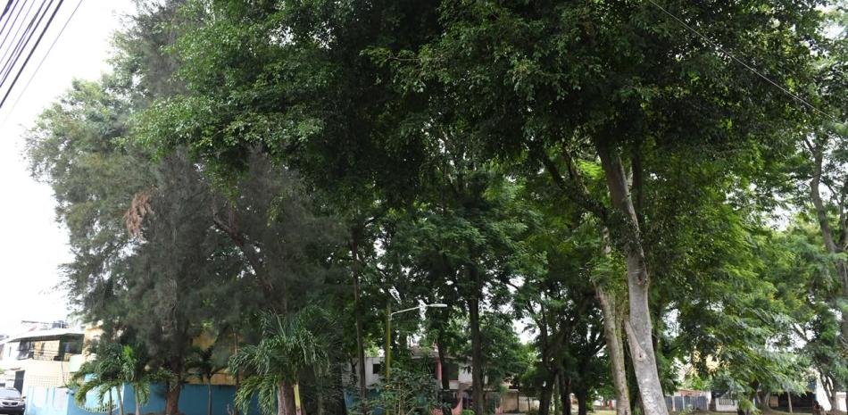Vecinos de Los Molinos reclaman respuesta por árboles que amenazan viviendas