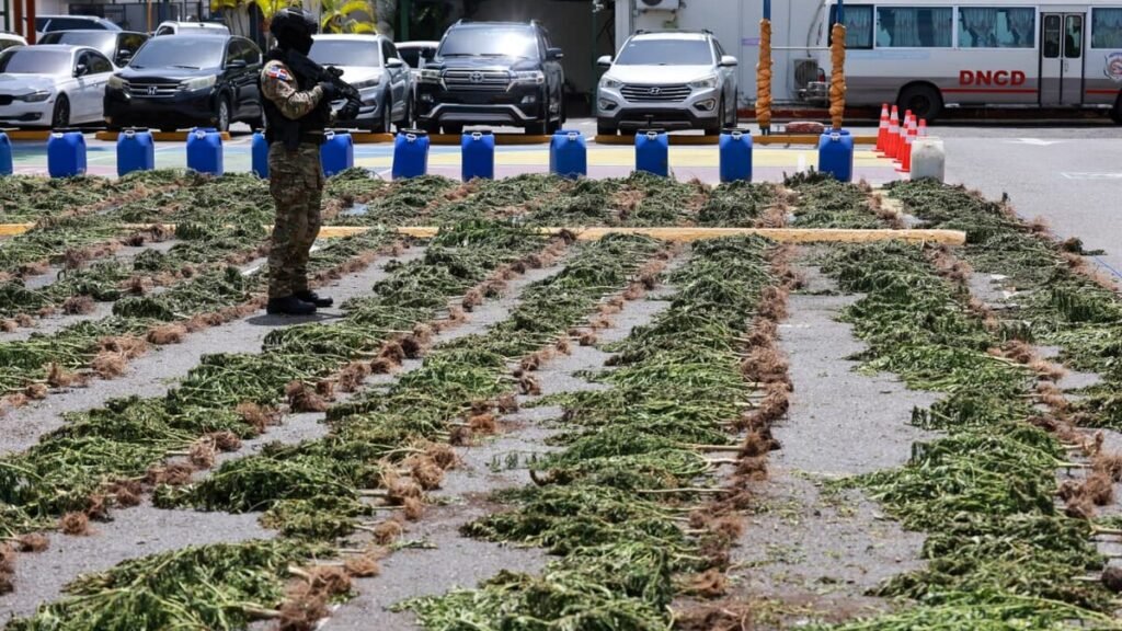 Más de 3,000 plantas de presunta marihuana halladas en Ocoa reavivan la alerta sobre control rural
