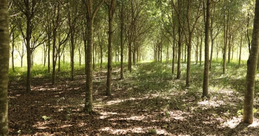 Propuesta de CAMIPE expone vacíos de la ley minera en cierre ambiental y control público