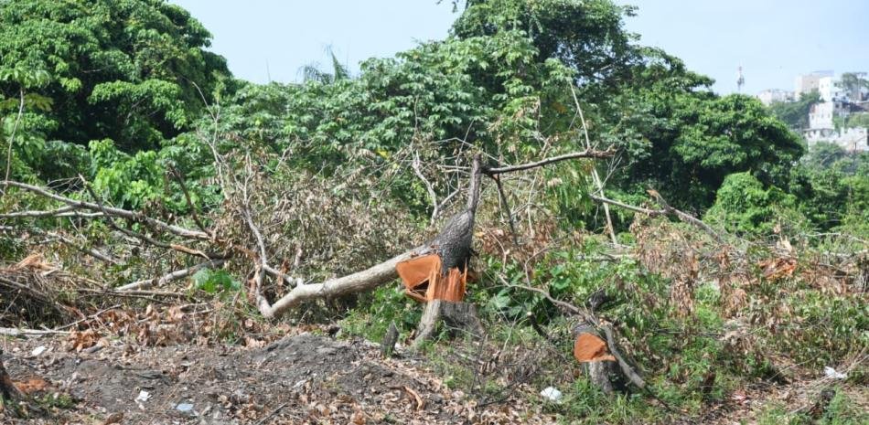 Corte de árboles en la 6 de Noviembre provoca indignación y presiona a Medio Ambiente