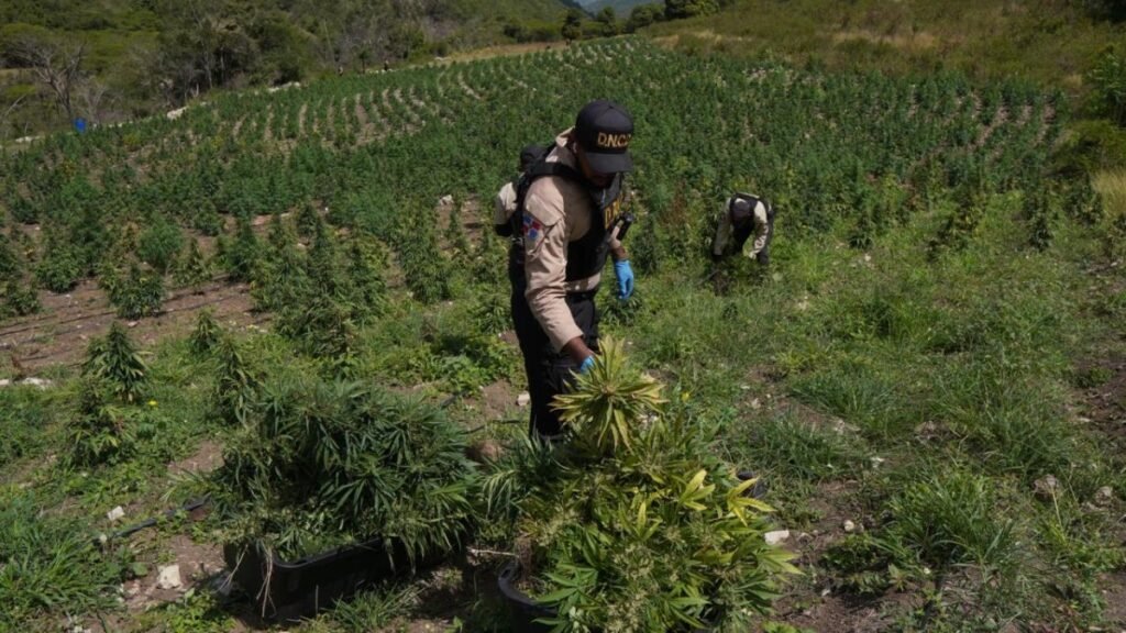 Más de 3,000 matas de marihuana son ocupadas en Ocoa tras operativo de la DNCD y el MP