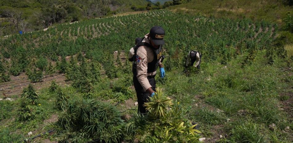 Más de 3,000 plantas de marihuana en Ocoa revelan un centro clandestino en plena zona rural