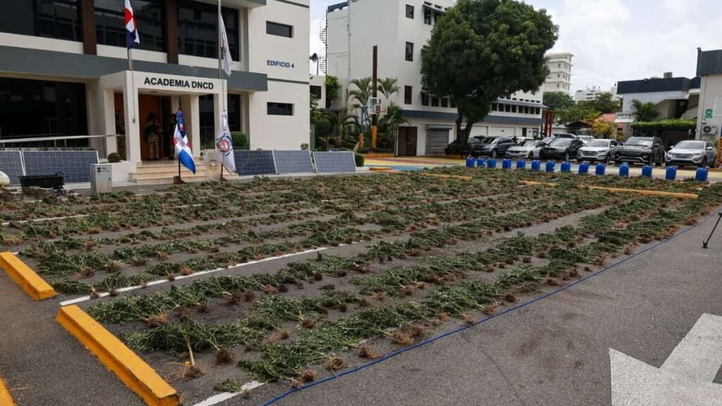 Decomisan 3,533 plantas de marihuana en Ocoa en una operación aérea y terrestre