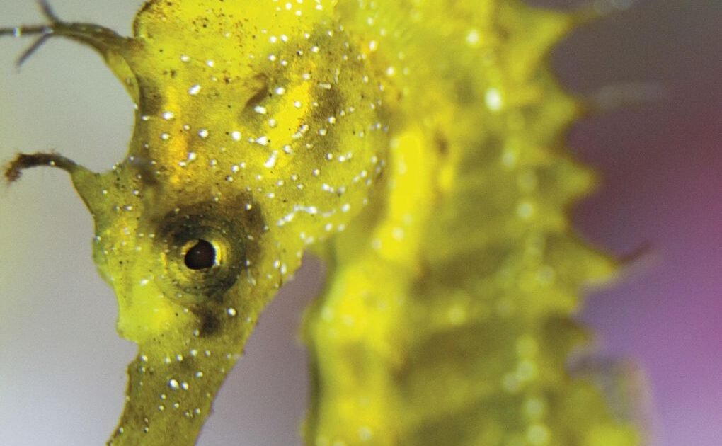 IA expone el reto pendiente de los controles ante el tráfico ilegal de fauna marina