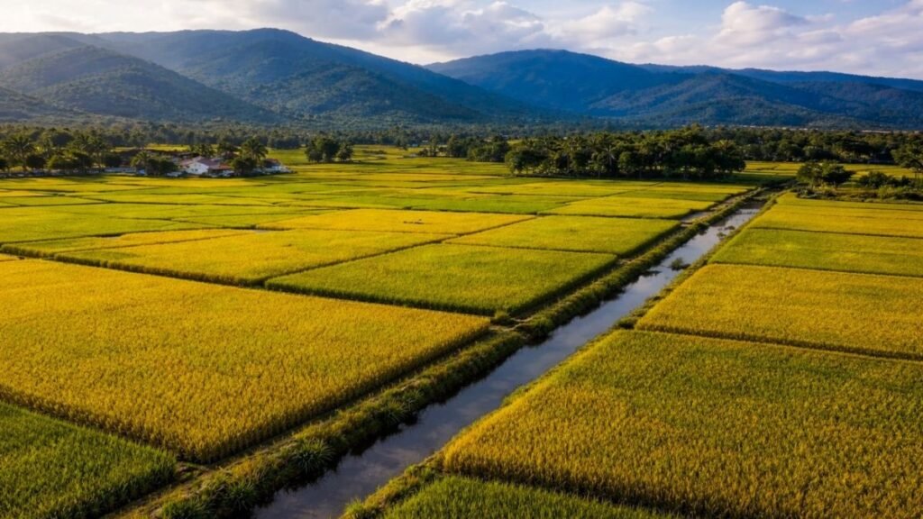 Piden zonificar la agricultura y cuestionan el uso de suelos de alta calidad para arroz
