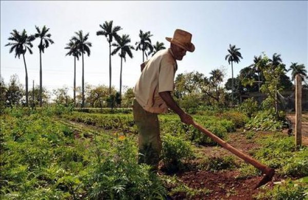 La producción agropecuaria aumenta, aunque persisten brechas de productividad en varios rubros