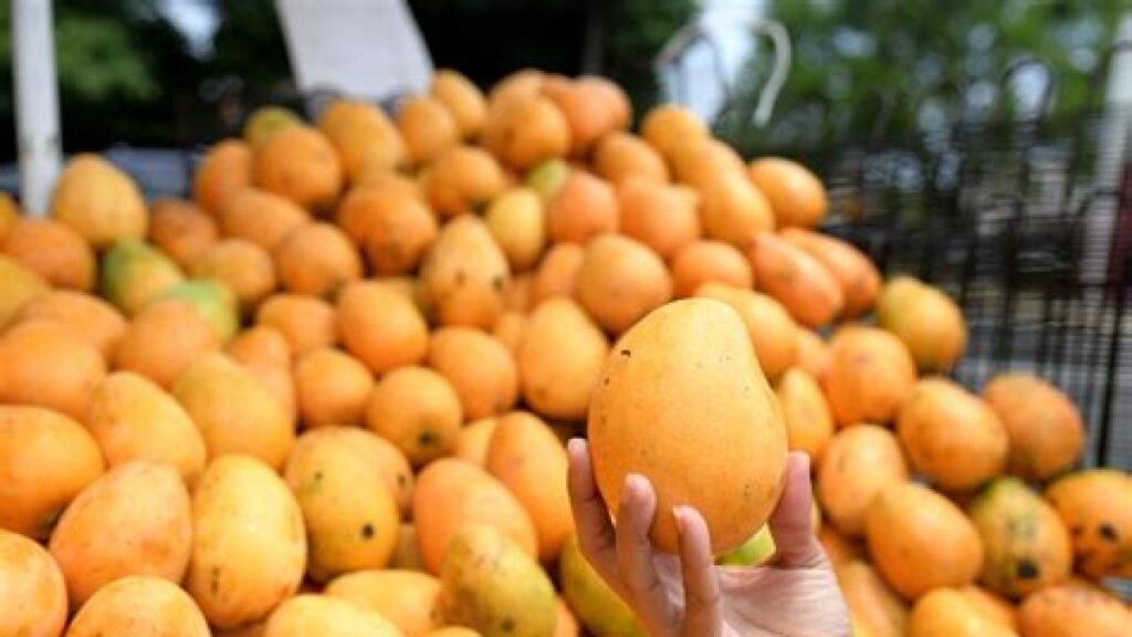 Estados Unidos suspende el mango dominicano y destapa fallas fitosanitarias