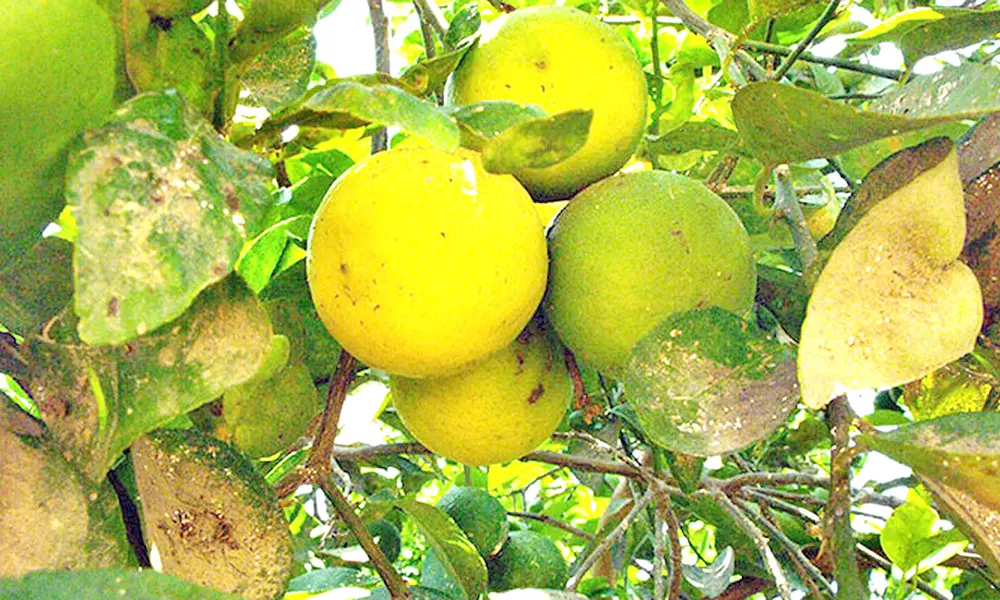 EE.UU. suspende el mango dominicano y reaviva las dudas sobre el control sanitario