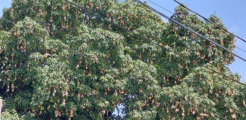 EEUU suspende el mango dominicano pese a alerta previa de Agricultura
