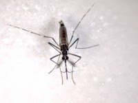 Estudio sobre mosquitos refuerza la necesidad de vigilancia sanitaria más allá del discurso oficial