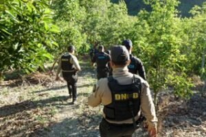 Operativo en Azua deja 5,364 plantas de marihuana incautadas y destapa otra red de cultivo ilegal